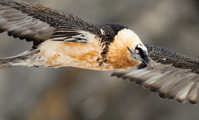 Bearded Vulture ML625735257