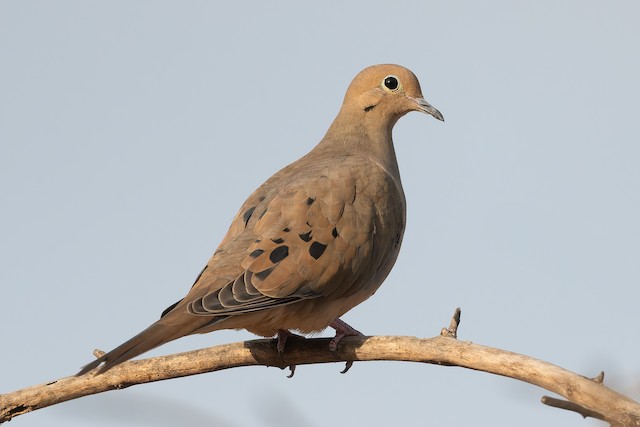 Mourning Dove