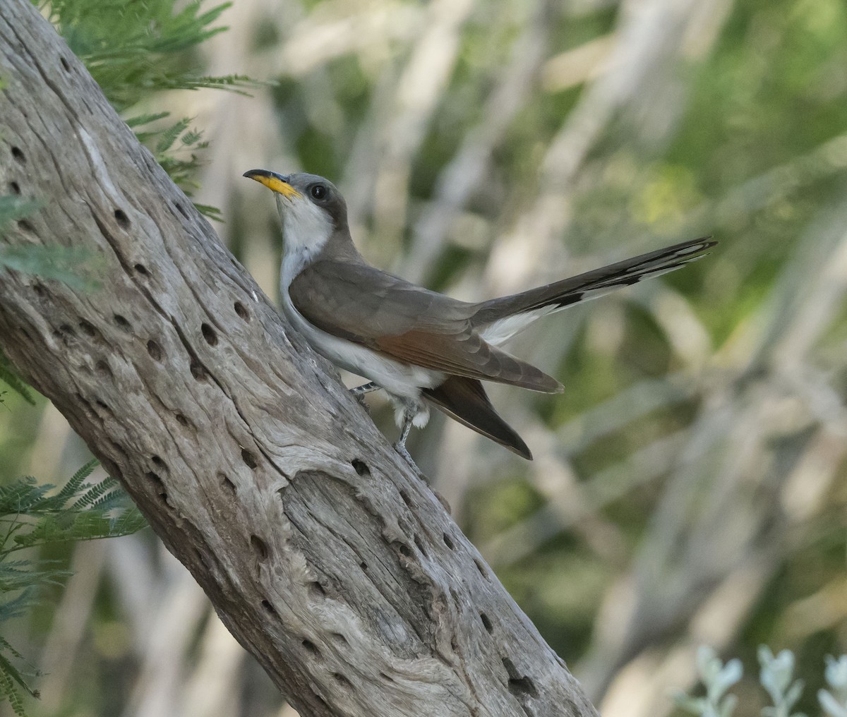 Yellow-billed Cuckoo - Mary Waters