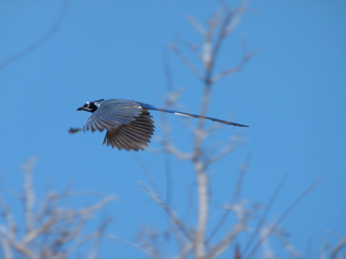Black-throated Magpie-Jay - Mike Grant