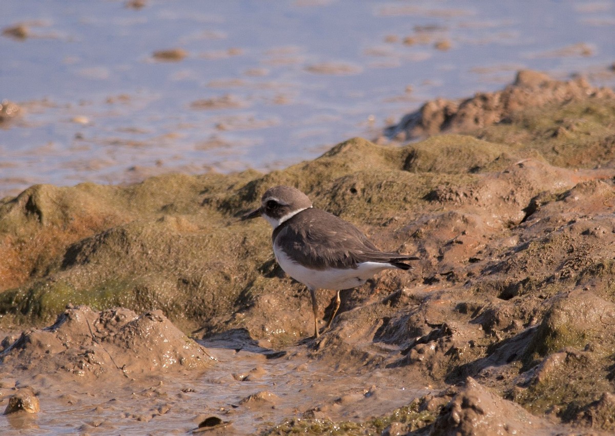 Common Ringed Plover - ML62577281