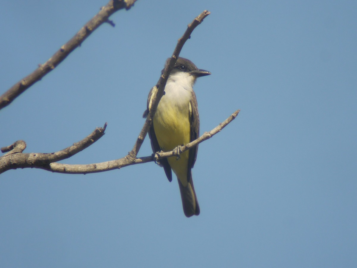 Thick-billed Kingbird - Mike Grant