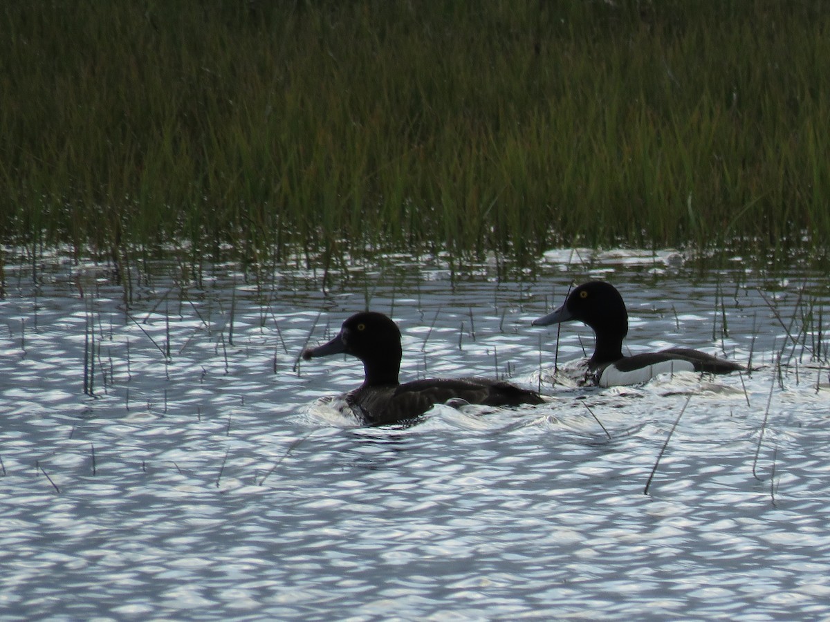Tufted Duck - ML62577701