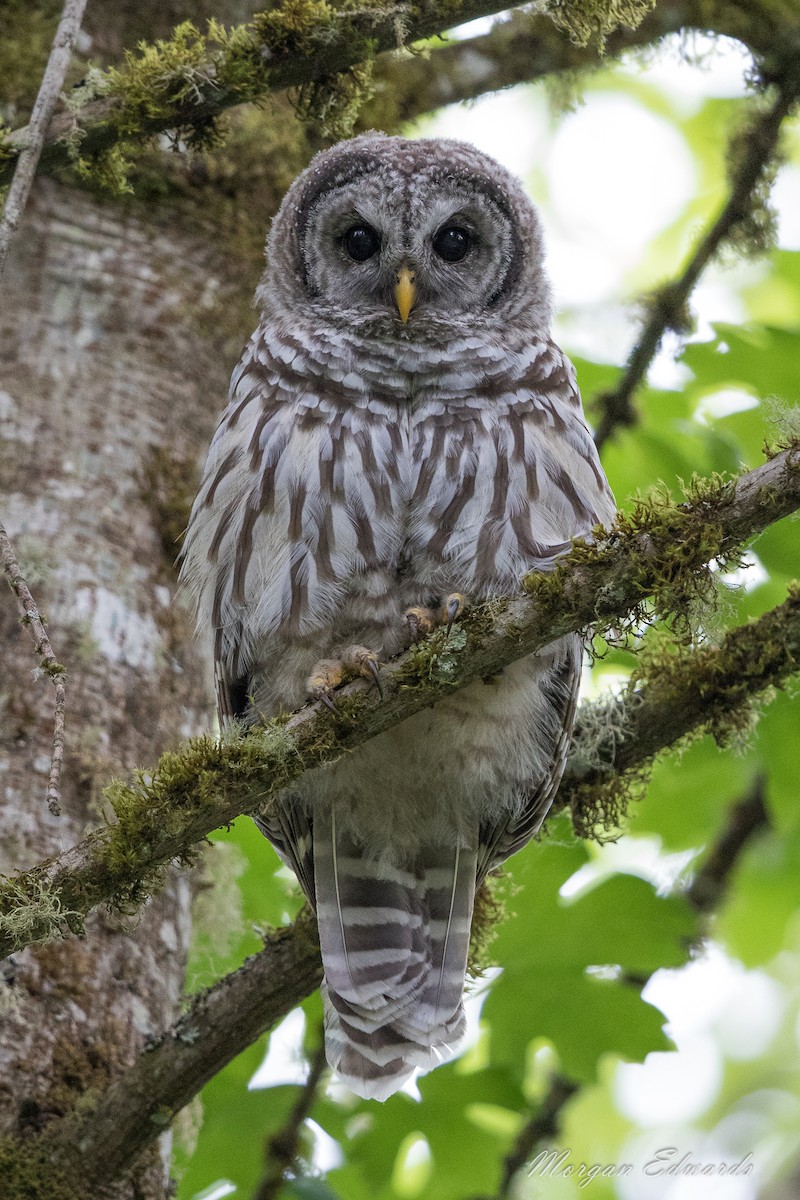 Barred Owl - ML62578441