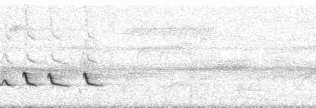 Белокрылый бекард - ML62579