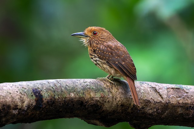 White-whiskered Puffbird