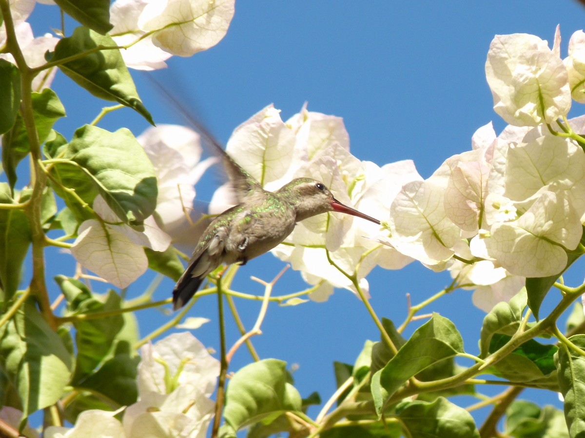 Broad-billed Hummingbird - Mike Grant