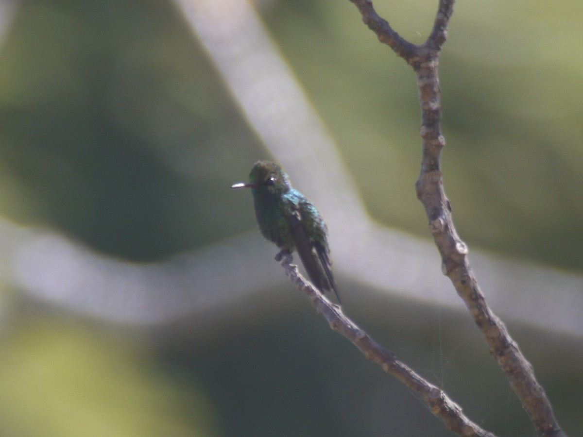 Broad-billed Hummingbird - ML62581981