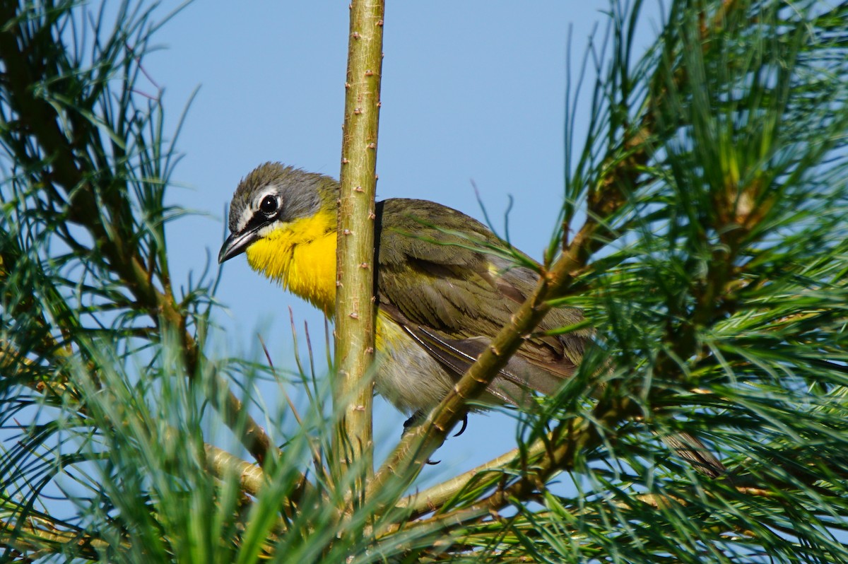 Yellow-breasted Chat - ML62582841