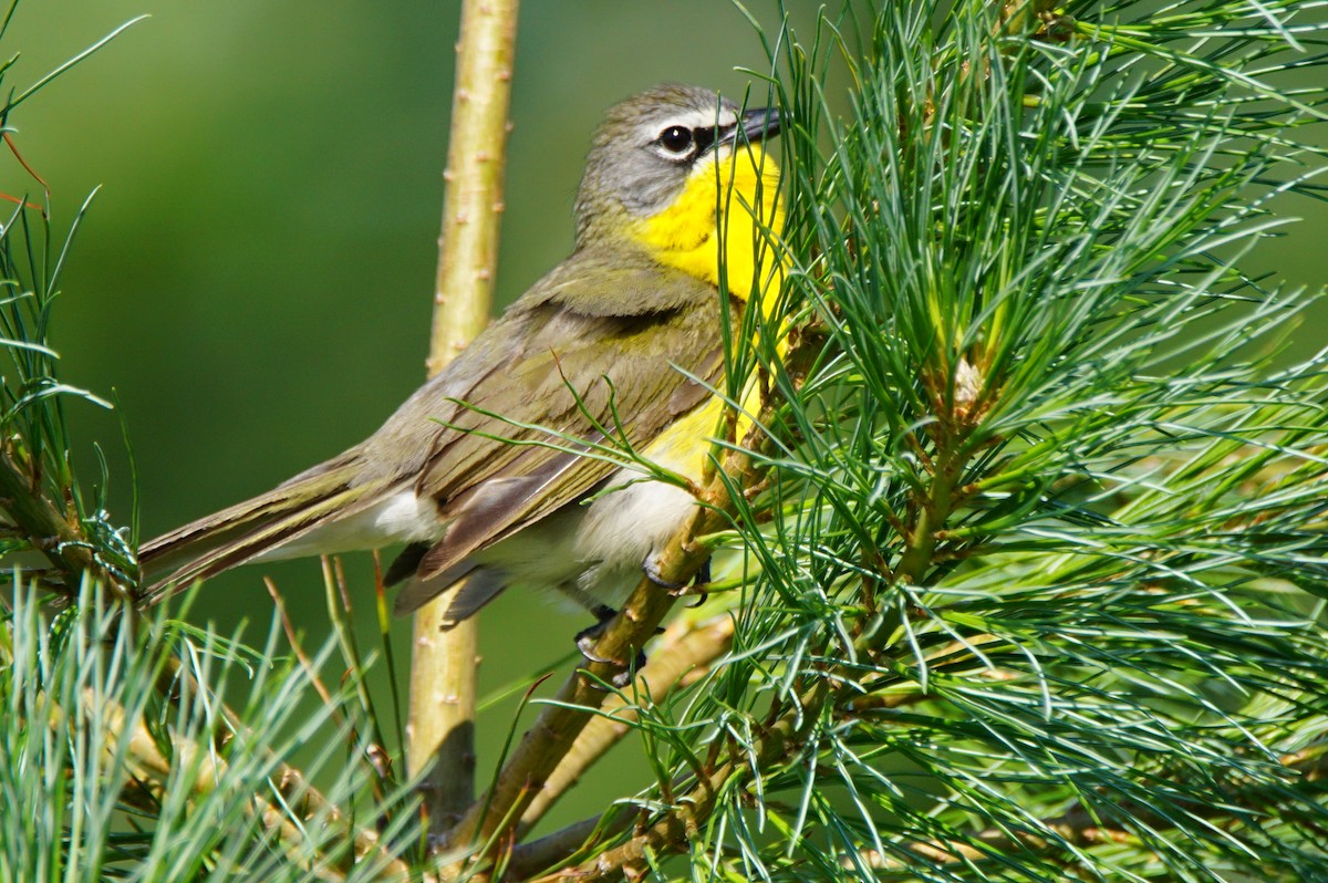 Yellow-breasted Chat - ML62582941