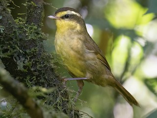  - Chris Venetz | Ornis Birding Expeditions - ML625833092