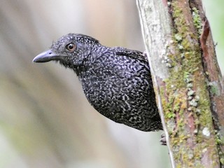 Male - Bruno Rennó - ML625837658