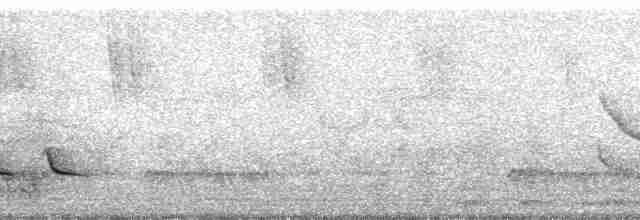hvitvingebekard - ML62584