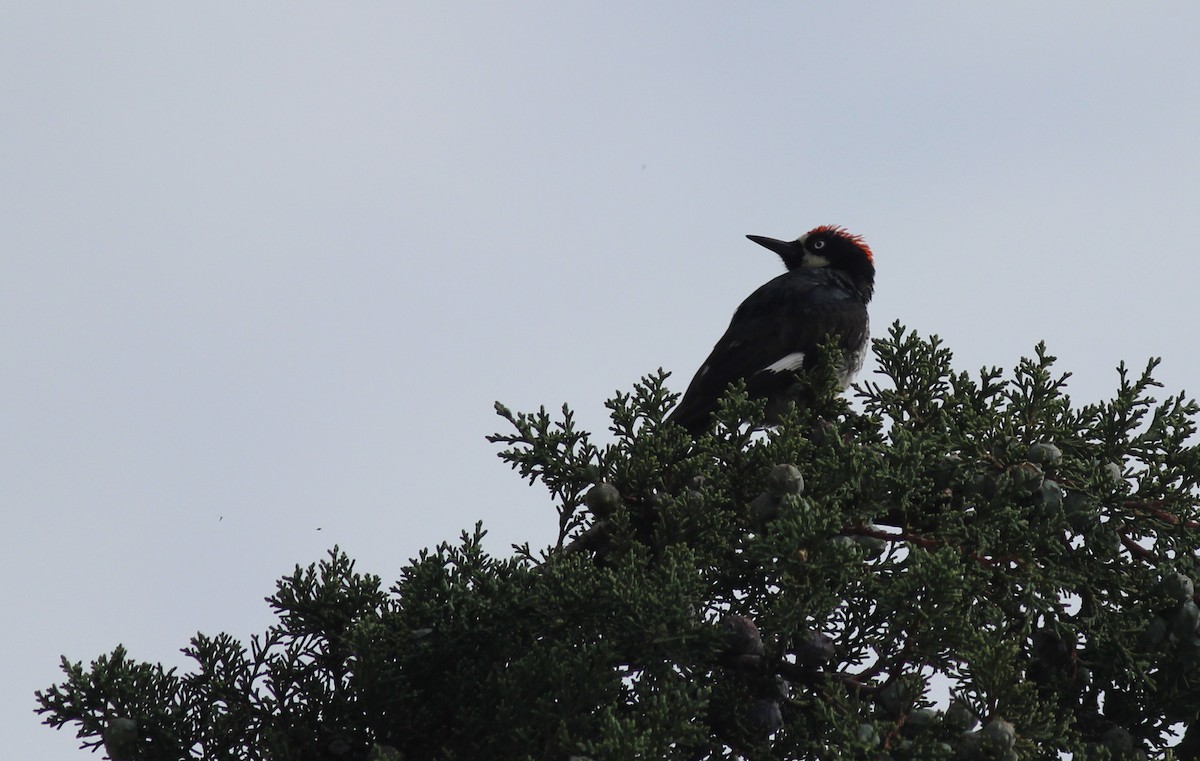 Acorn Woodpecker - ML62584531