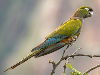  - Burrowing Parakeet