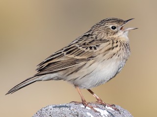 Hellmayr's Pipit - Anthus hellmayri - Birds of the World