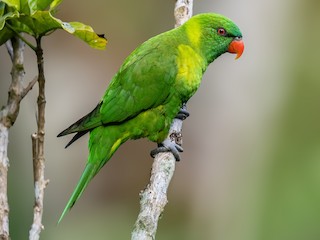 Leaf Lorikeet - Trichoglossus weberi - Birds of the World