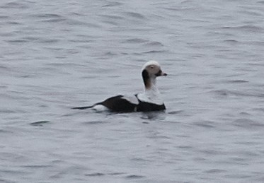 Long-tailed Duck - ML62587441