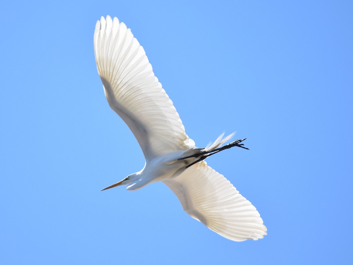 Great Egret - Domo De Bryl