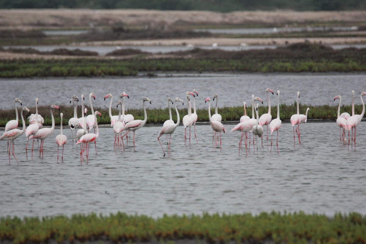 Greater Flamingo - Shanmugam Saravanan
