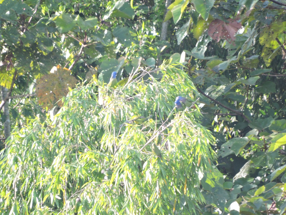 Blue-headed Parrot (Blue-headed) - ML62593071