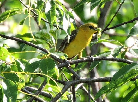 Orchard Oriole - ML62594531