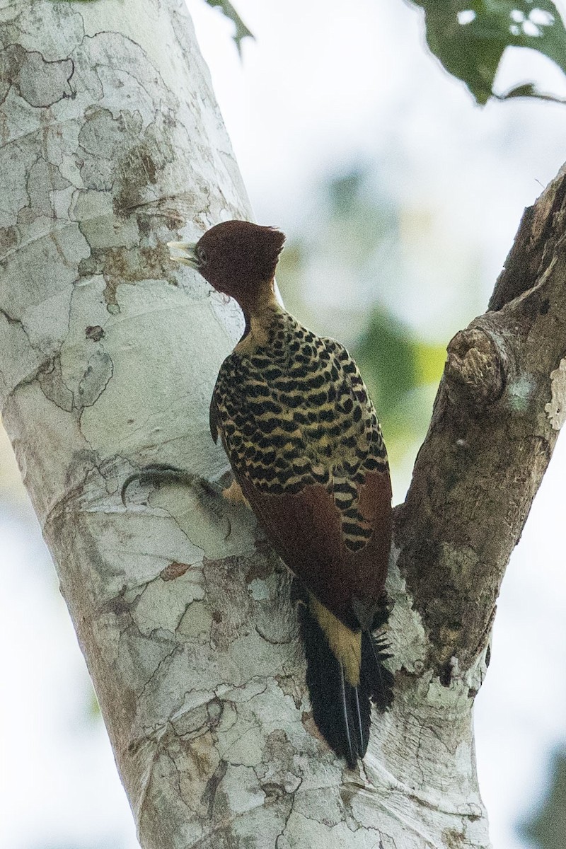Rufous-headed Woodpecker - Eric VanderWerf