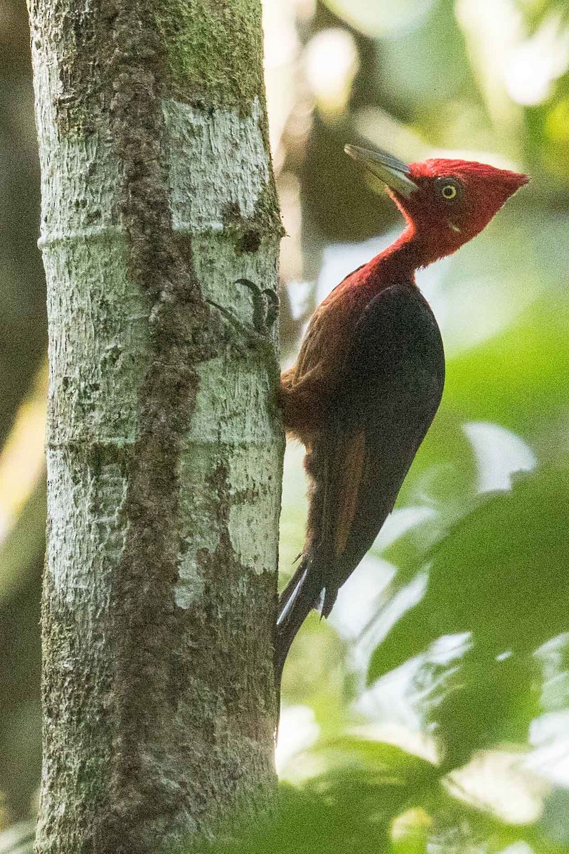 Red-necked Woodpecker - ML62594981