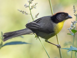 Adult (nigrifrons) - Lars Petersson | My World of Bird Photography - ML625953199