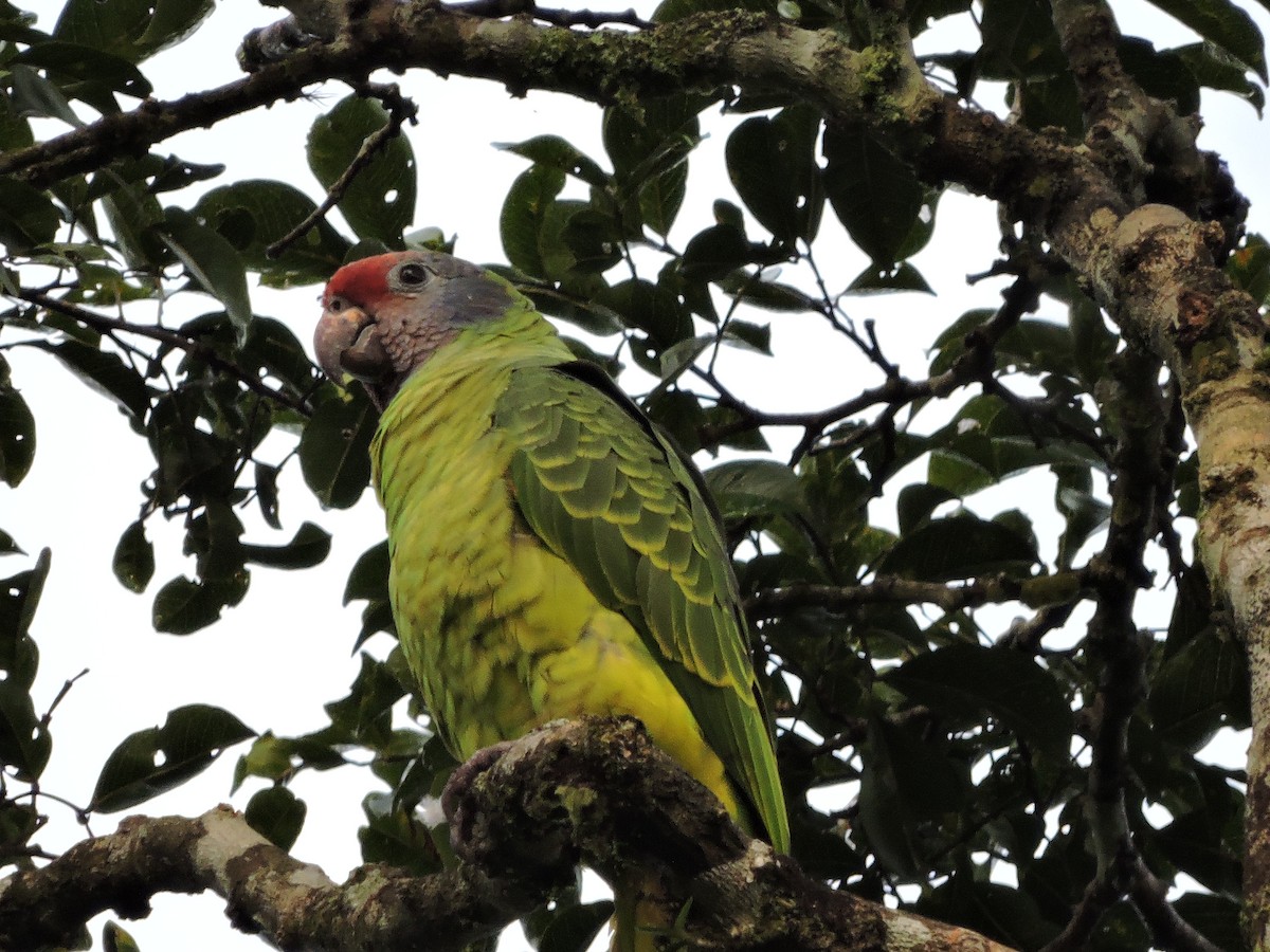 Red-tailed Parrot - ML62599261