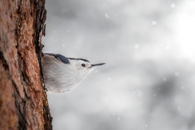 White-breasted Nuthatch ML626005971