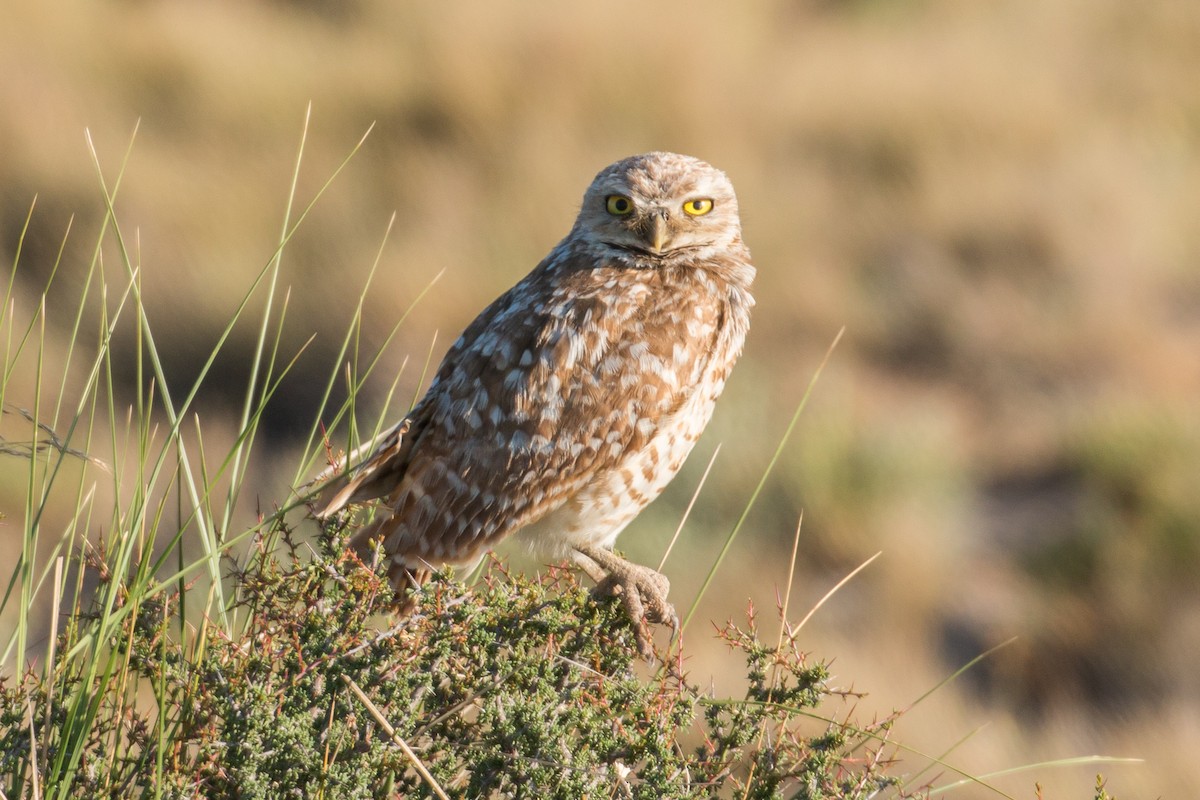 Burrowing Owl - Patrick Van Thull