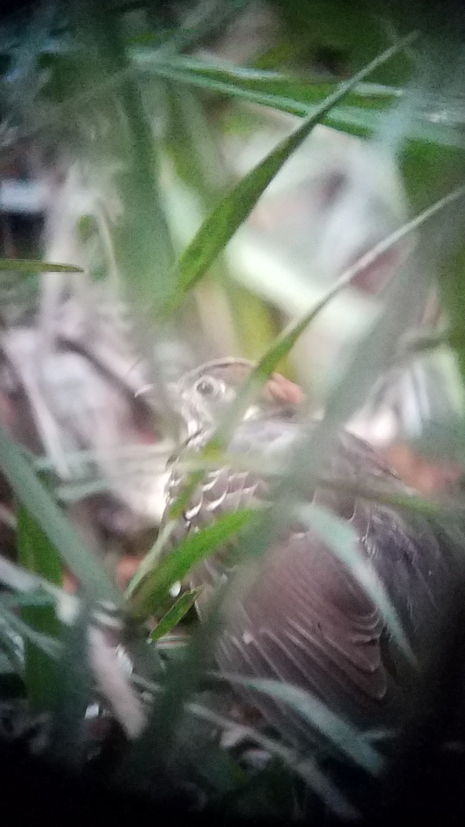 Pheasant Cuckoo - Liston Rice