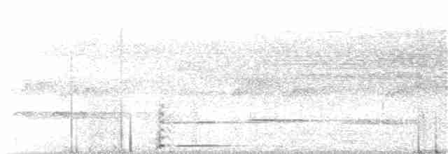 holoubek šedomodrý - ML62602681