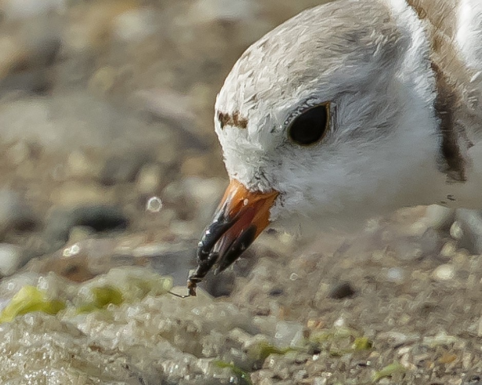 Piping Plover - ML62602801