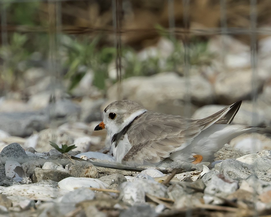 Piping Plover - ML62602811