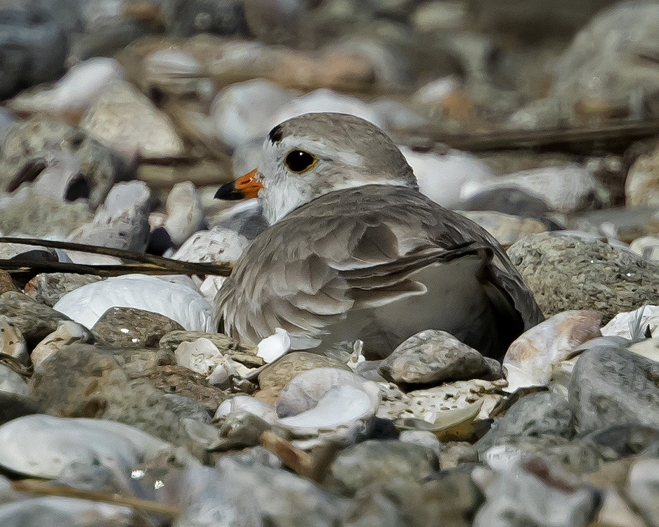 Piping Plover - ML62602821