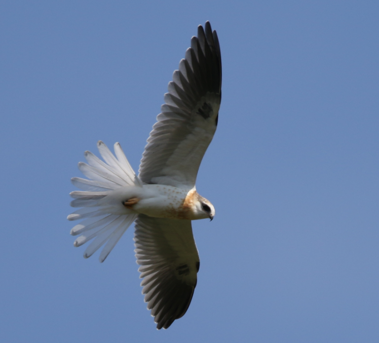 White-tailed Kite - ML62604421