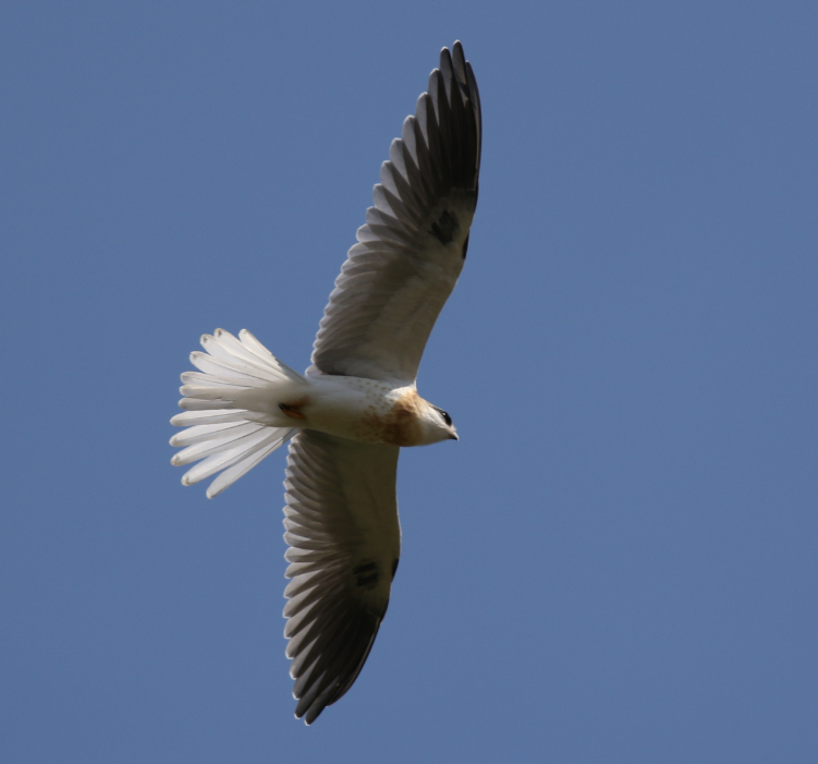 White-tailed Kite - ML62604431