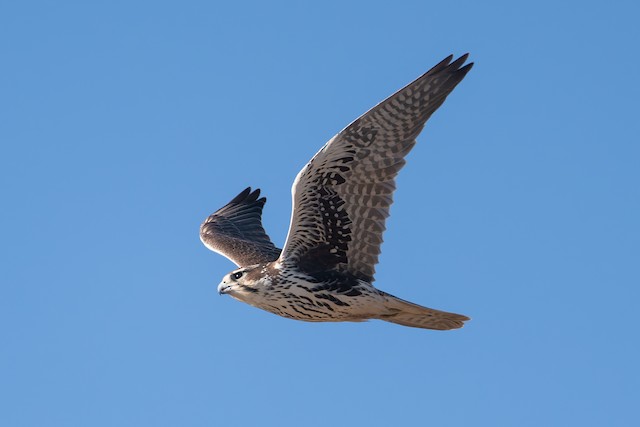 Prairie Falcon