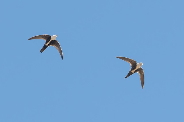 White-throated Swift