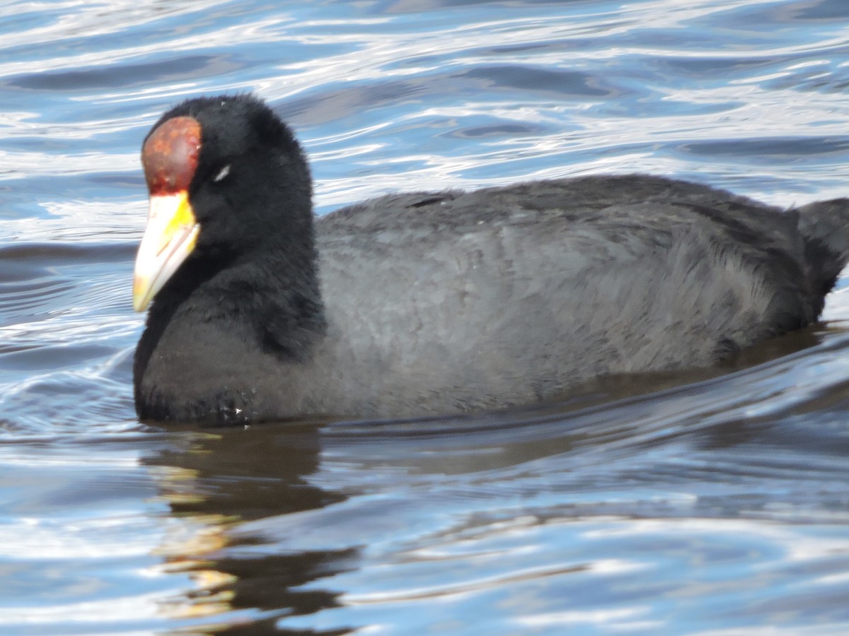Slate-colored Coot - Michael Clay
