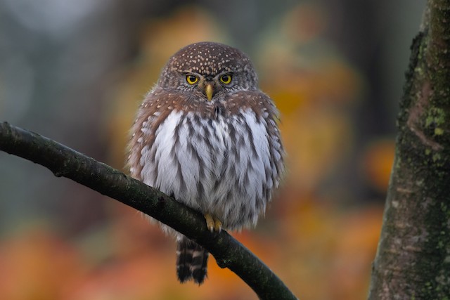 Northern Pygmy-Owl at Great Blue Heron Nature Reserve by Chris McDonald