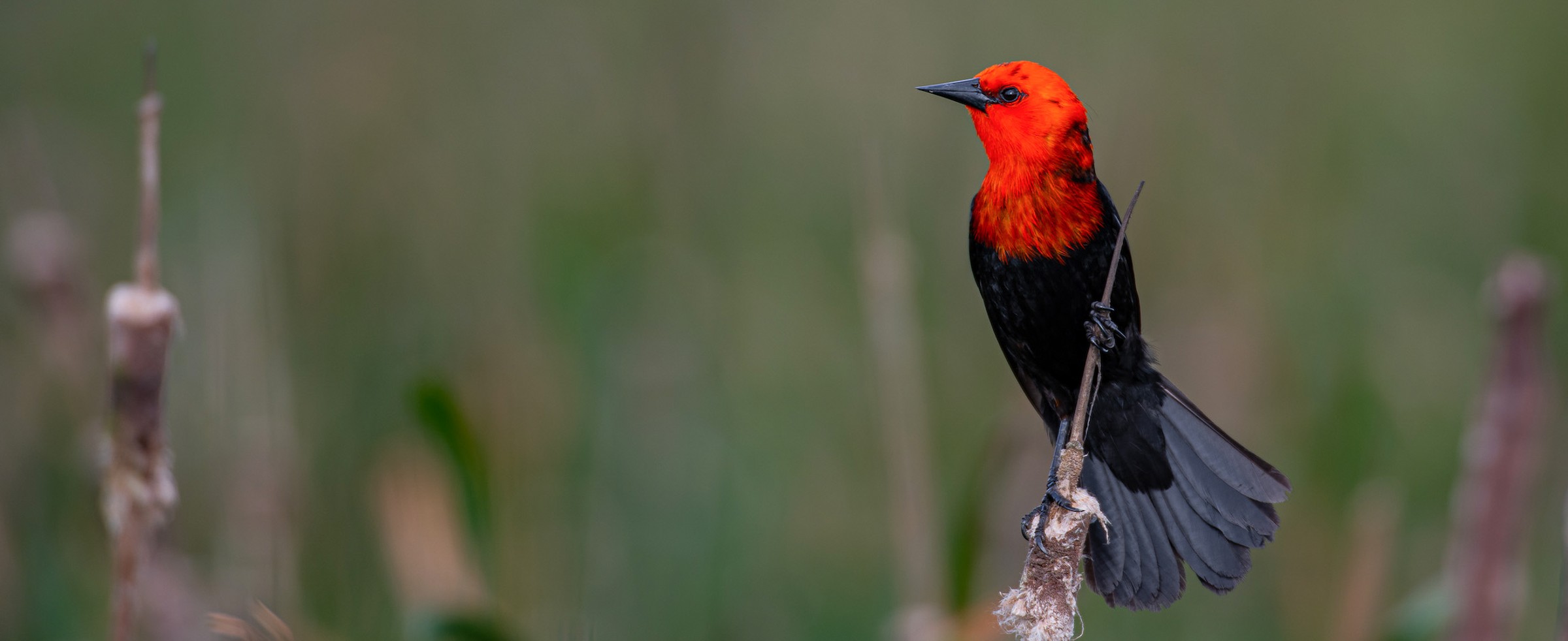 Scarlet-headed Blackbird