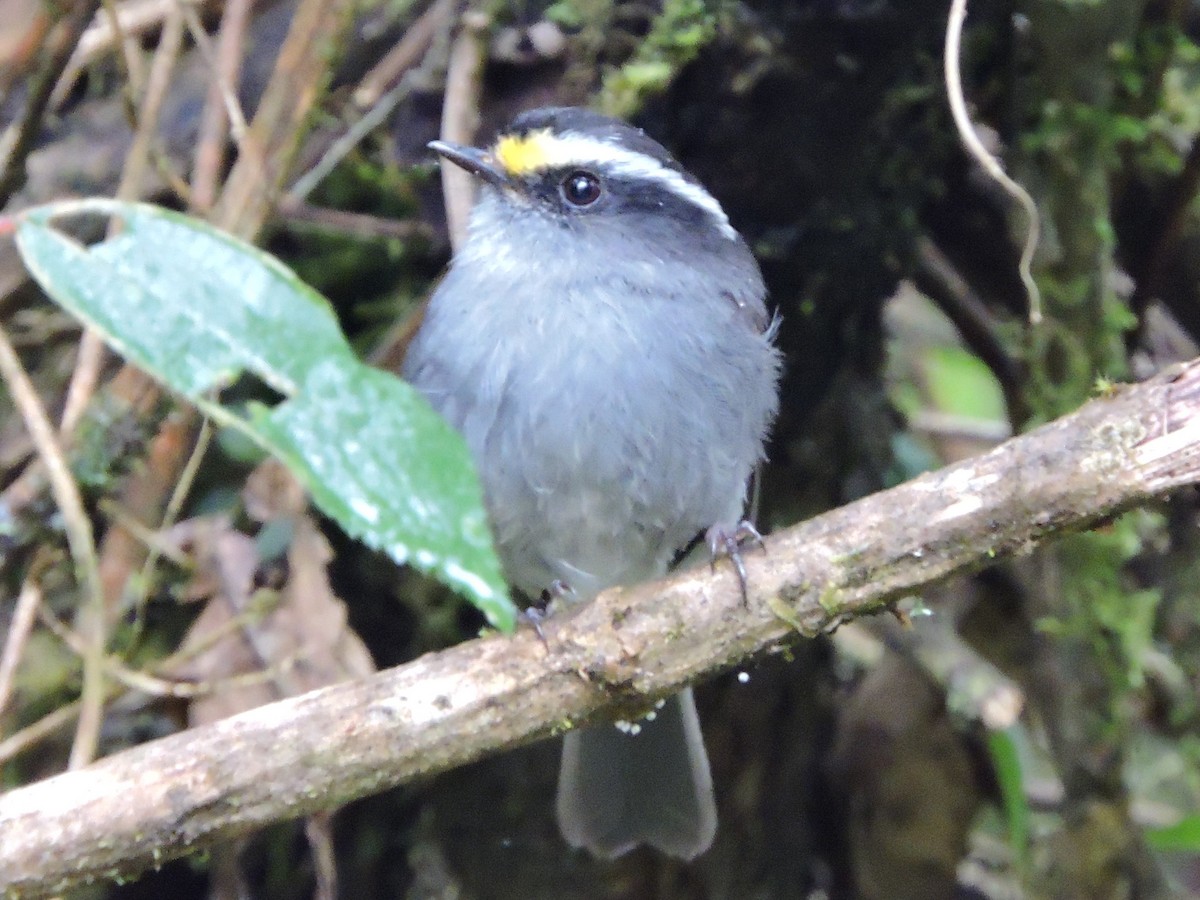 Crowned Chat-Tyrant - ML62610781