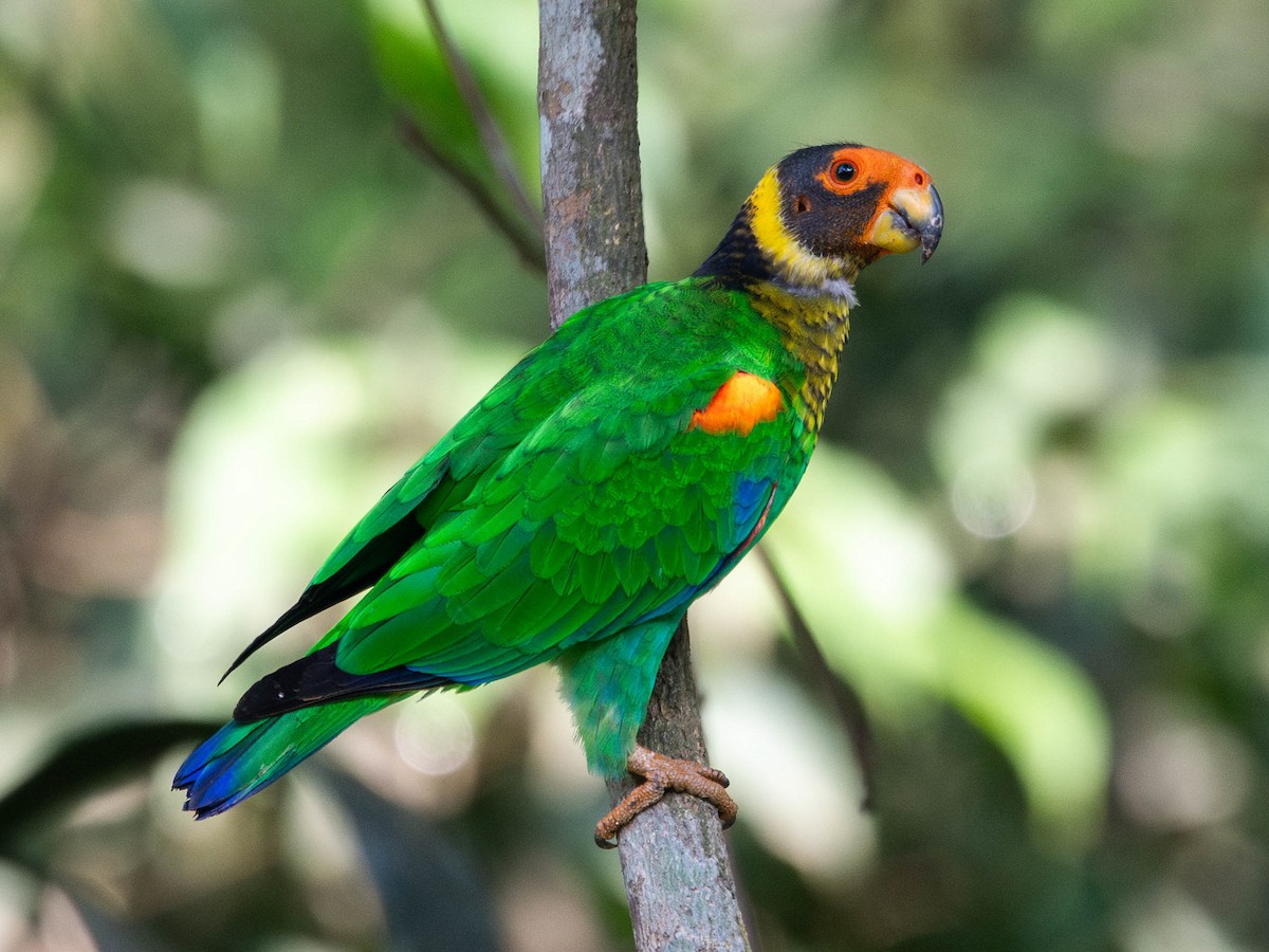 Vulturine Parrot - Pyrilia vulturina - Birds of the World