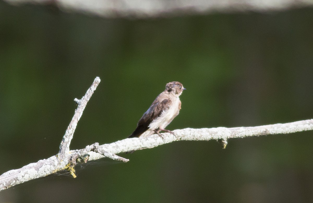 Northern Rough-winged Swallow - ML62611451