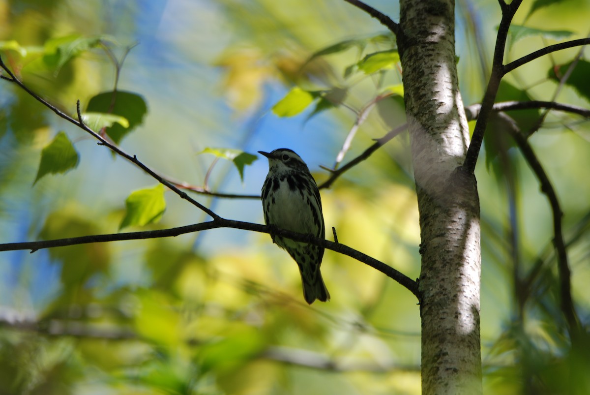 Black-and-white Warbler - ML62611531