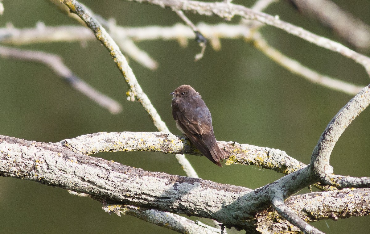 Northern Rough-winged Swallow - ML62611601