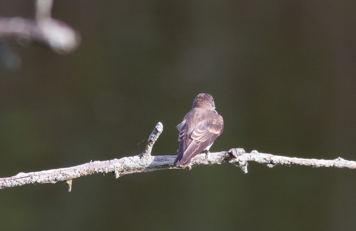 Northern Rough-winged Swallow - ML62611611